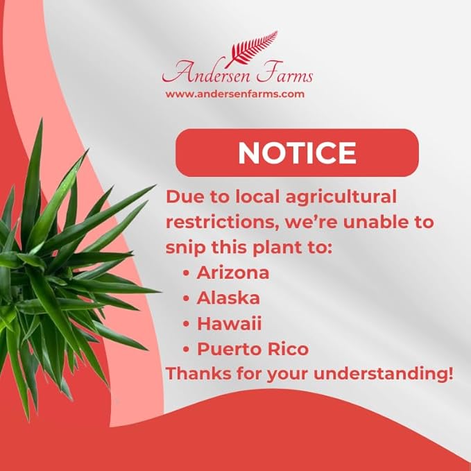 Yucca Cane – 10 Inches Grower Pot – Live Indoor/Outdoor Air Purifying Plant – Drought-Tolerant Easy Care Tropical Houseplant for Home or Office Décor