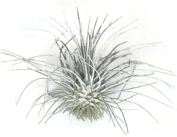 Thin Colored Air Plant, Live Tillandsia House Plant, Easy Care Indoor Outdoor, Great Gift, Healthy Arrival Guaranteed, (Silver)