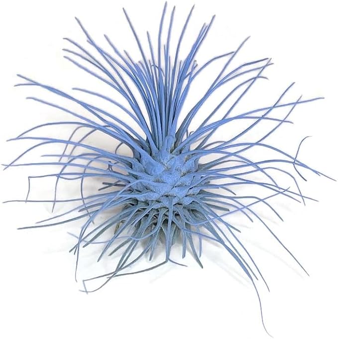 Thin Colored Air Plant, Live Tillandsia House Plant, Easy Care Indoor Outdoor, Great Gift, Healthy Arrival Guaranteed, (Light Blue)