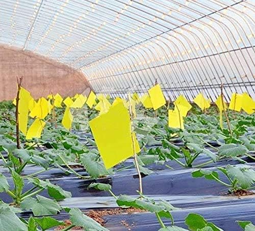 20 Count Dual Yellow Sticky Traps 8 X 6 Inch Set for Flying Plant Insect Like Fungus Gnats, Aphids, Whiteflies, Leafminers -Included 20pcs Twist Ties