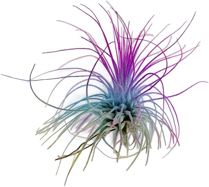 Thin Colored Air Plant, Live Tillandsia House Plant, Easy Care Indoor Outdoor, Great Gift, Healthy Arrival Guaranteed, (Rainbow)