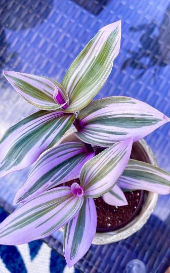 PLANTVERS Rare Tradescantia Nanouk Lilac Plant | Rare Tradescantia Pot | Rare Pink Wandering Jew | Easy Care Hardy Indoor Houseplant in a Nursery Pot