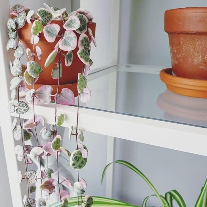 Ceropegia Woodii Variegated String of Hearts Plant Live, Trailing Succulent Vine, Rare Live Indoor Plant in Pot