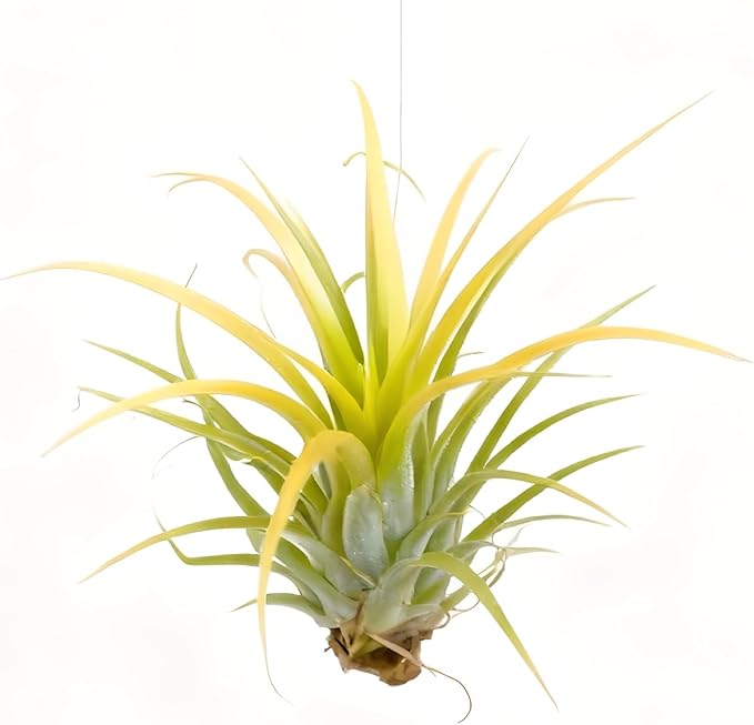Air Plants Live Tillandsia ionantha v.stricta Easy Care Live Air Plants, Natural Succulent Style Houseplants for Indoor & Outdoor Home Garden Décor, Wall & Terrarium Display
