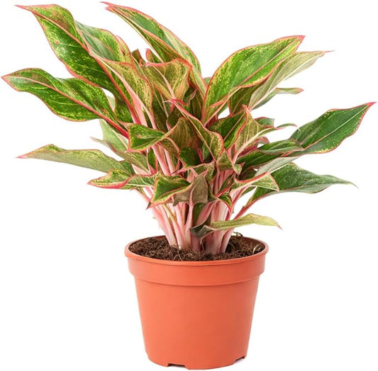 Chinese Evergreen 'Red Siam' (6 inch) - Air-Purifying Houseplants - 4/6 inch Unique Live Decorative Houseplants - Low-Maintenance Indoor Plants, House Warming Gift, Natural Air Purifier