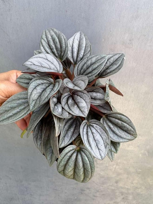 PLANTVERS Peperomia ‘Napoli Nights’ in 4" Grow Pot – Compact Live Indoor Houseplant with Silver-Green Foliage – Easy Care & Low Maintenance Houseplant – Air Purifying Plant