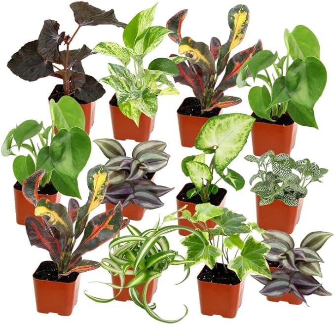 Easy to Grow Houseplants (Pack of 3), Live House Plants in Containers with Potting Soil Mix, Growers Choice, Home Decor, Indoor/Outdoor, Living Room Office, Easy Care, NO Shipping to CA