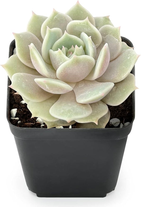 Sprout N Green Echeveria Lola, Live Succulent Fully Rooted in 2" Pot with Soil, House Plant for Indoor Outdoor Home Office Wedding Decoration DIY Projects Party Favor, Easy to Care, Pet-Friendly