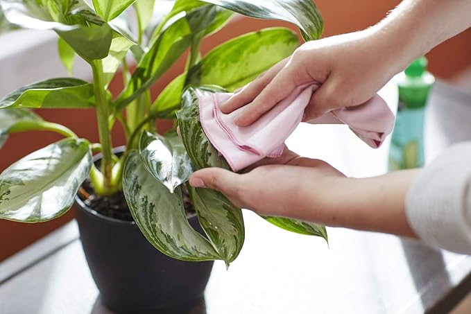 Miracle-Gro Leaf Shine Spray - For Indoor Hard-Leaved Houseplants, Cleans and Beautifies Foliage - 8 fl. oz. (2 Pack)