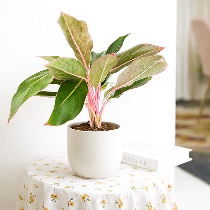 Chinese Evergreen 'Red Siam' (4 inch) - Air-Purifying Houseplants - 4/6 inch Unique Live Decorative Houseplants - Low-Maintenance Indoor Plants, House Warming Gift, Natural Air Purifier