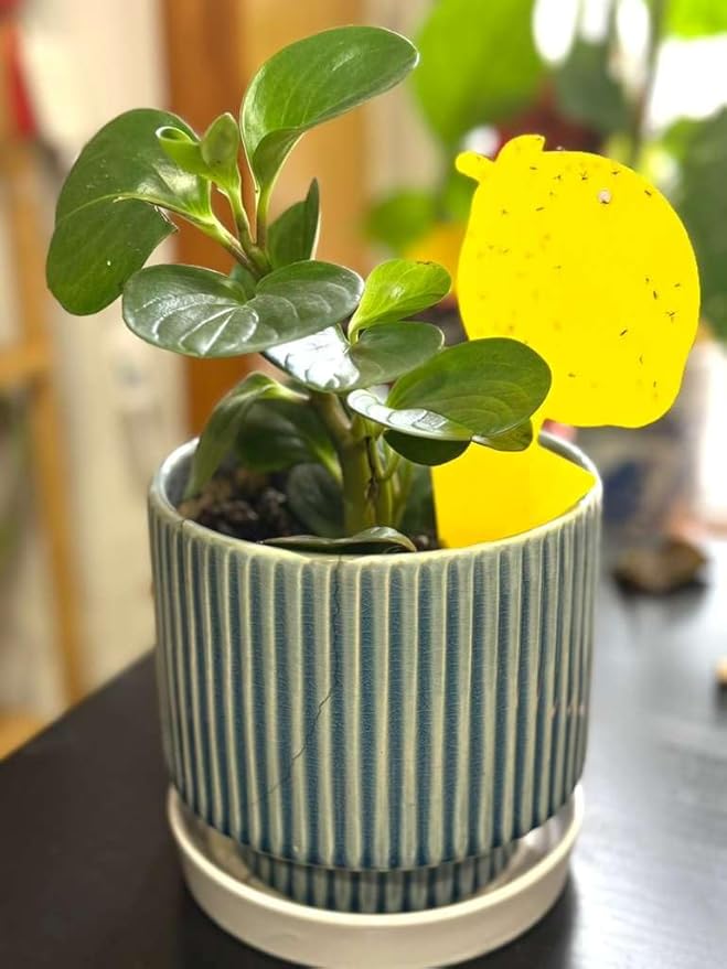 Fruit Fly Trap & Fungus Gnat Traps 40 Pack – Yellow Sticky Gnat Traps for House Indoor & Outdoor Plants, Non-Toxic and Odorless Insect Bug Catcher