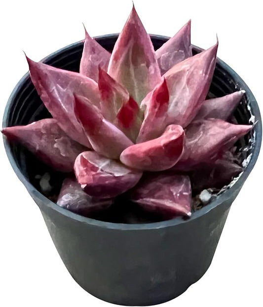 Sprout N Green Echeveria Red Soul, Live Succulent Plant Fully Rooted in 2" Pots with Soil Mix, Real Houseplant for Indoor Outdoor Home Office Wedding Decoration Party Favor