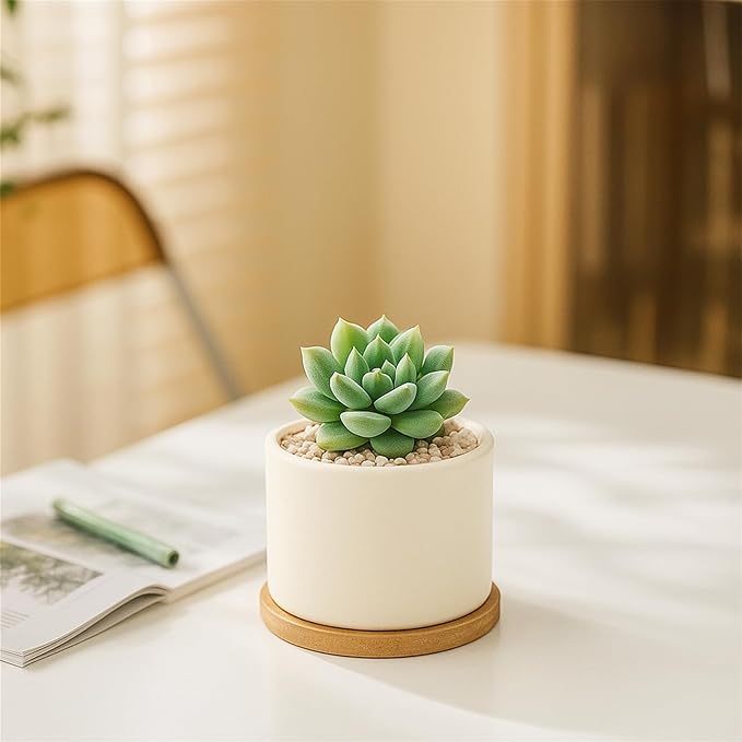 ZOUTOG Succulent Pots 3.1 Inch,8 Pack Succulent Planters,Small Pots for Plants with Drainage and Tray,White Ceramic Flower Planters for Indoor Plants,Home,Office,Desk