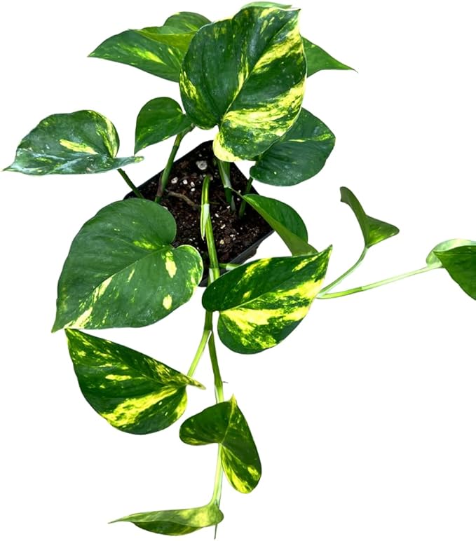 Golden Pothos Live House Plant – 4” Pot – Easy Care Indoor Plant – Air Purifying – Low Light Tolerant – Available in 1, 2, or 3-Pack (2)