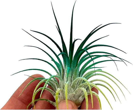 ragnaroc Air Plants - Tillandsia Ionantha, Regular 2-3" - 1ct - Organically Enhanced Color - Live Arrival Guaranteed - House Plants for Home Decor & Gift, Peacock