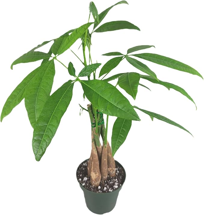 Chinese Money Tree Live Plant - Pachira Aquatica - Braided Chinese Money Plant Live - 12 to 16 inches Tall Live Bonsai Tree - Air Purifying Plant - California Seller