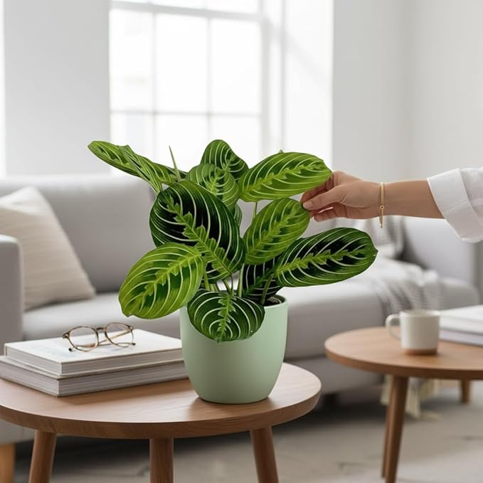 Live Plant, Lemon Lime Maranta Prayer Plant, Pet Friendly, Air Purifying Plant, Easy Care, Easy to Grow Live Indoor Plant, Houseplant, Rare Indoor Plant, Home Décor Pot (Sage)