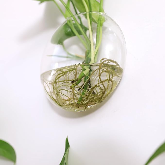 Kingbuy Wall Hanging Glass Planter Propagation Station - 2 Pack Oblate Globe Wall-Mounted Vases for Indoor Hydroponic Air Plants Bathroom Living Room Office Decor Gift for Women, Mom, Plants Lovers