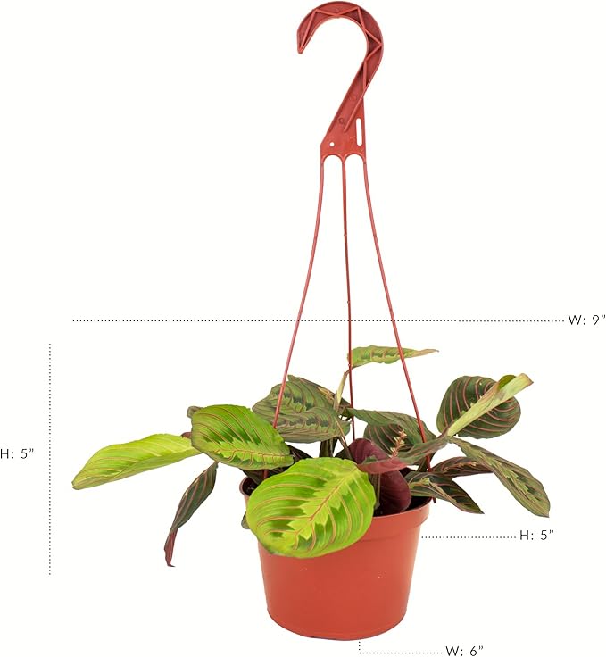 Shop Succulents Maranta Red, Hanging Live Indoor Plant, Prayer Plant, Easy Care Hanging Trailing Houseplant in Nursery Pot, Air Purifying Plant in Soil, Housewarming, Home Décor, Trails 1-2 Feet