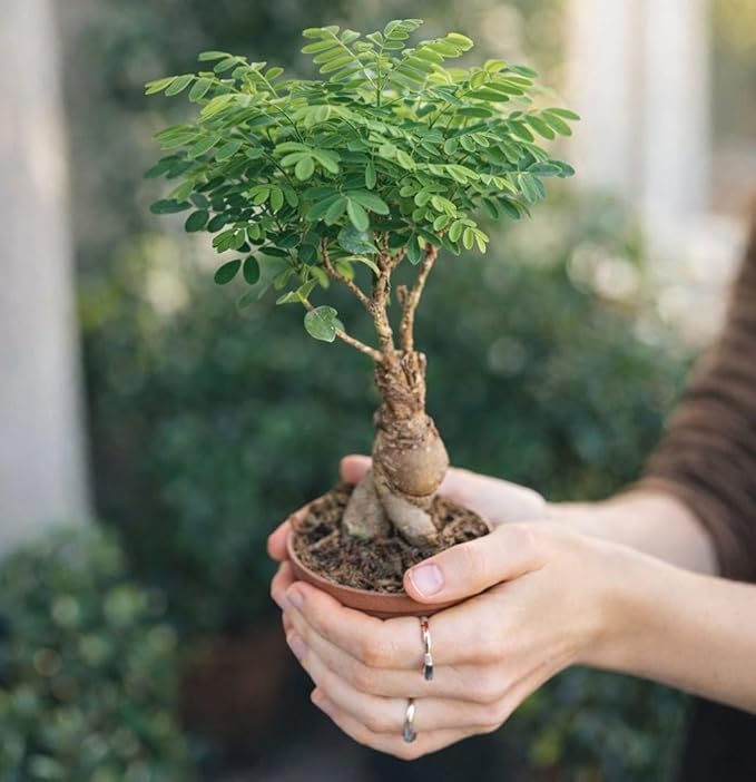 Bonsai Starter Kit – Growing Jacaranda Bonzai Tree | Complete Indoor Tree Kit for Growing Plants with Tools & Planter – Gardening Gifts for Mother, Women & Men