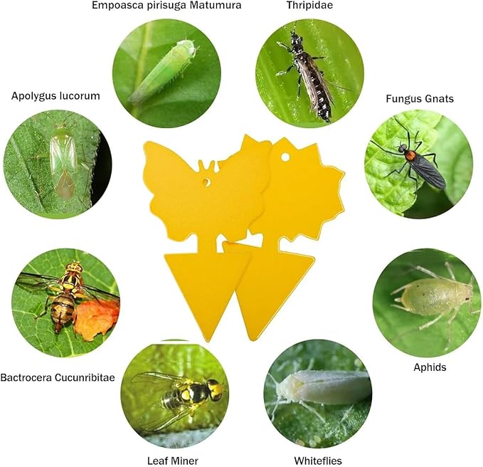 96 Pack Fruit Fly Sticky Trap - Gnats Insect Traps for Indoor Outdoor, Yellow Double-Sided Sticky Insect Catchers Fungus, Fruit Flies, Whiteflies, Aphids, Leaf Miners