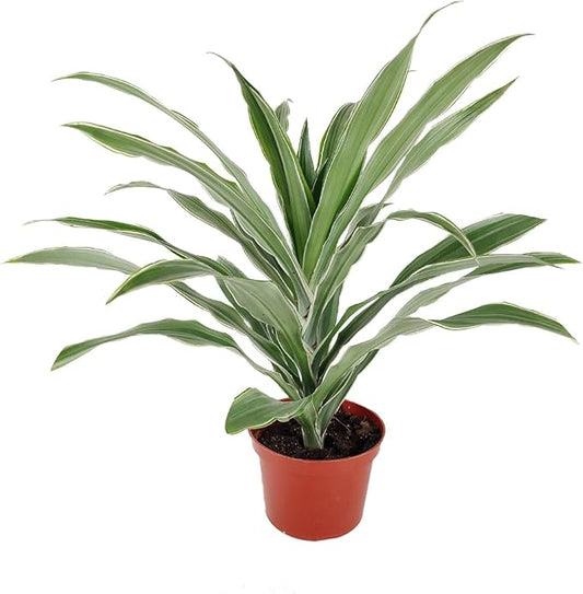 Dracaena 'Warneckii White Jewel' (4 inch) - Air-Purifying Houseplants - 4/6 inch Unique Live Decorative Houseplants - Low-Maintenance Indoor Plants, House Warming Gift, Natural Air Purifier