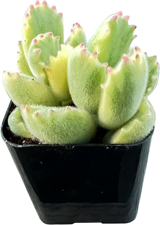 Sprout N Green Variegated Bear’s Paws, Live Succulent Plant Fully Rooted in 2" Pot with Soil, Home Office Indoor Outdoor Wedding Decoration DIY Project, Easy to Care, Pets Friendly