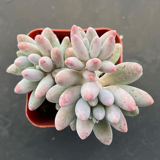 Sprout N Green Pachyphytum 'Machucae' Baby Finger, Live Succulent Plant Fully Rooted in 2" Pot, House Plant for Indoor Outdoor Home Office Wedding Decoration Party Favor, Keep Away from Pets