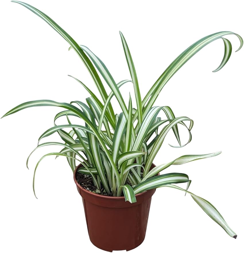 Live Spider Plant, Indoor Houseplant in 4-Inch Pot