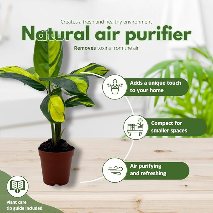 BubbleBlooms Premium Foliage Assortment, Colorful Fern Set, 6 Different House Plants, in 2 inch pots