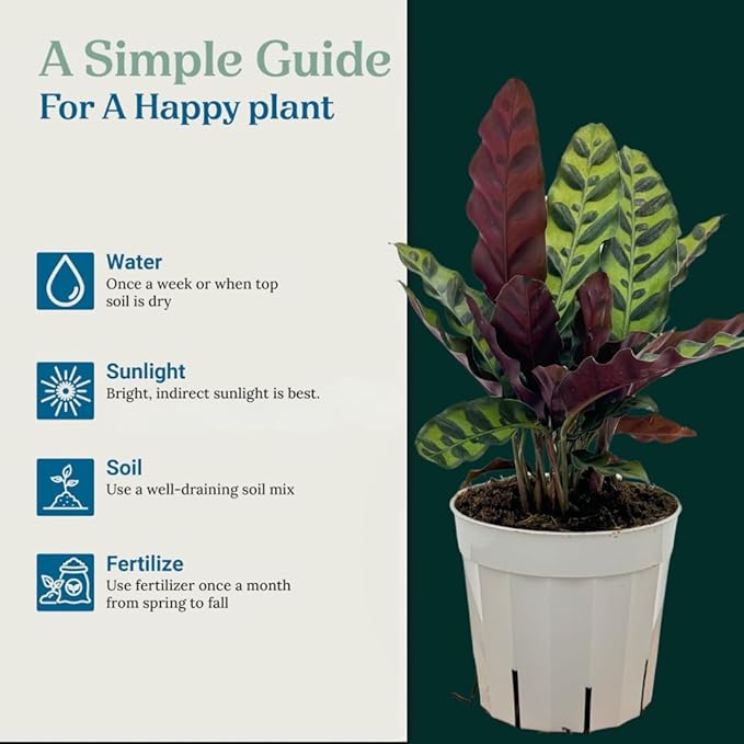 Rattlesnake Calathea Live Plant - Air Purifier, Colorful House Plant, Ideal for Home Decor and Room Decor - Rattlesnake for Indoor Plants, Calathea Lancifolia Prayer Plant