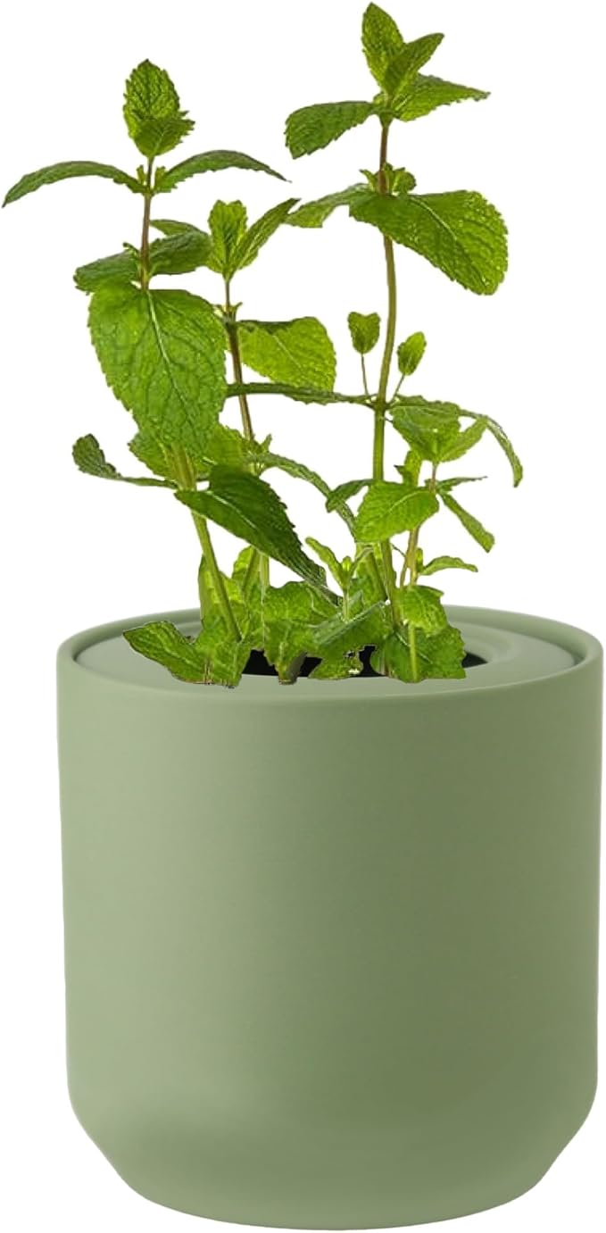 Hydroponic Herb Growing Kit, Fresh Mint Seed Starter Set, Indoor Hydroponic Growing System with Organic Mint Seeds, Indoor Herb Garden Gift for Family and Friends, Green