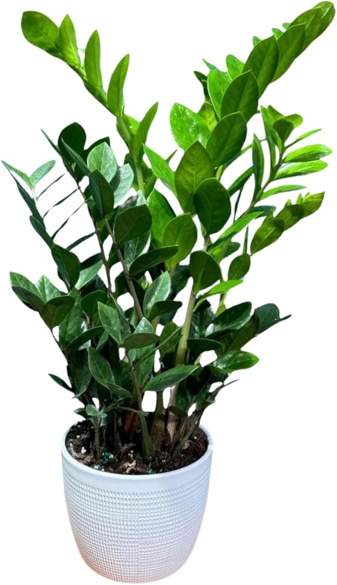 PLANTVERS Green ZZ Plant – Zamioculcas Zamiifolia | Hardy Tropical Foliage with Upright Glossy Leaves | Low-Light Tolerant & Easy Care for Home or Office Display (6" Grow Pot)