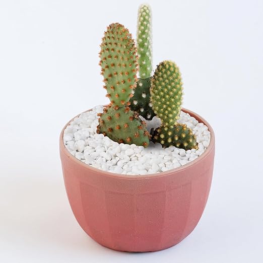 Pulovin 2.5 lbs White Aquarium Gravel, 1/5 Inch White Rocks for Plants, Small Pebbles for Vases, Succulents, Bamboo, Natural Decorative Pebbles for Plants Drainage, Cactus, Crafts