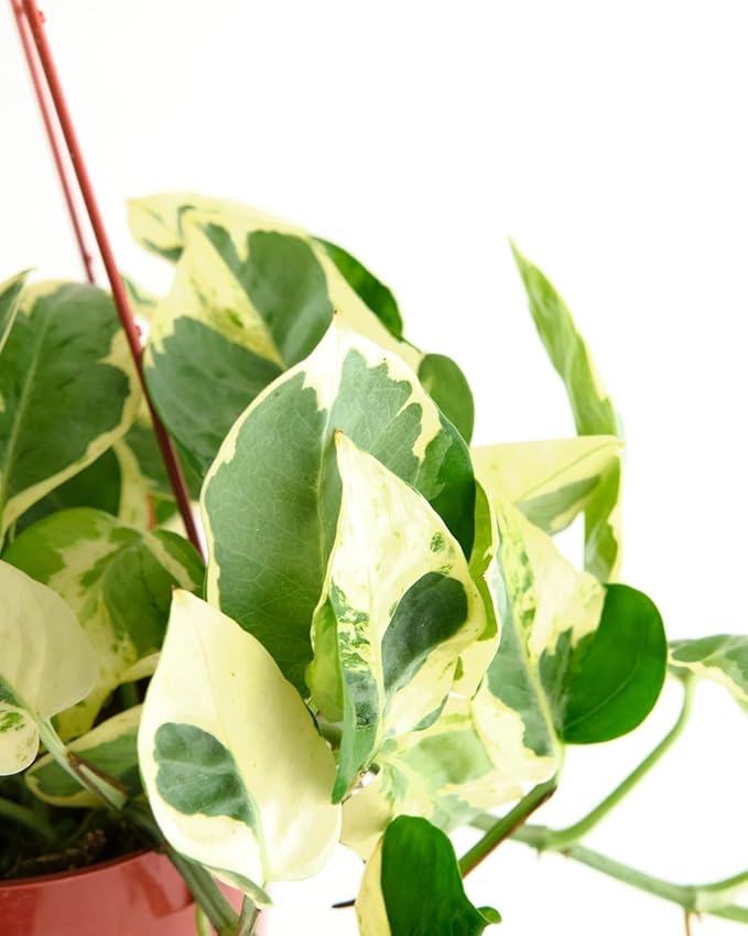 Shop Succulents Pothos N Joy, Live Indoor Plant, Low Maintenance Houseplant with Elegant Green and White Variegated Leaves, Home Decor, Office, and Room Enhancement, 6 Inch Nursery Pot