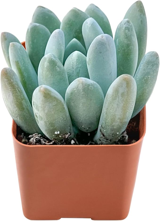 Live Succulent x Pachyveria 'Clavifolia', 2 Inch Fully Rooted Potted Plant, Easy Care & Drought Tolerant, Indoor Houseplant for Home Decor