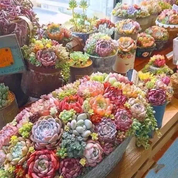 Succulents Plants Live Mini Succulent Pots in 2" Pots Indoor Desk Home Decor Gift Set Indoor Plants Live Houseplants for Room Decor (4 Succulent Plants)