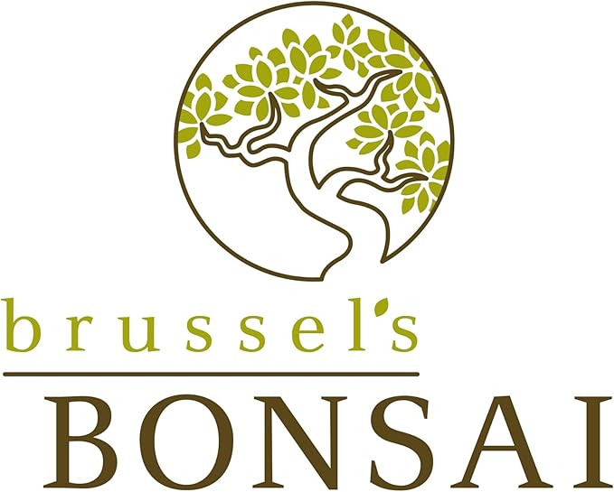 Brussel's Bonsai - Live Dwarf Jade Bonsai Tree in a Ceramic Bonsai Pot, Indoor Succulent Houseplant, 3 Years Old, 5-8 Inches Tall, Easy Care Plant for Home or Office (Small, Green)