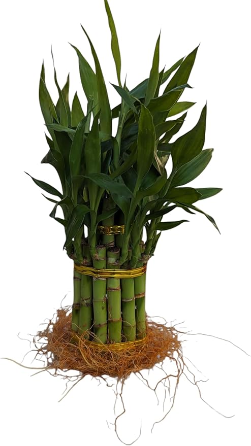 Live Lucky Bamboo Plant, 15 Stalks, Two Tier, Air Purifying, Indoor
