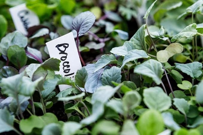 4 Inch Plastic Plant Labels for Seedlings, Flexible Waterproof Plant Tags, Vegetable Gardening Stake Tags for Potted Plants and Outdoor Garden, White, 10,000 Pcs