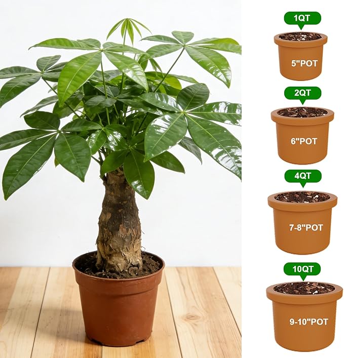 All-Natural Money Tree Soil & Indoor Potting Mix 10QT - Drainage-Enhanced Plant Soil for Healthy Indoor Plants