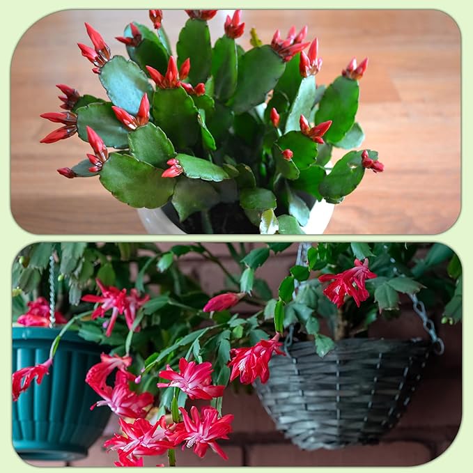 Doter Christmas Cactus Potting Soil Mix 2qt, Ideal for Succulents, Christmas Cacti, and Other Indoor Potted Plantings