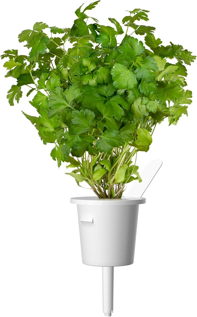 Click and Grow Smart Garden Plain Parsley Plant Pod (3-Pack)