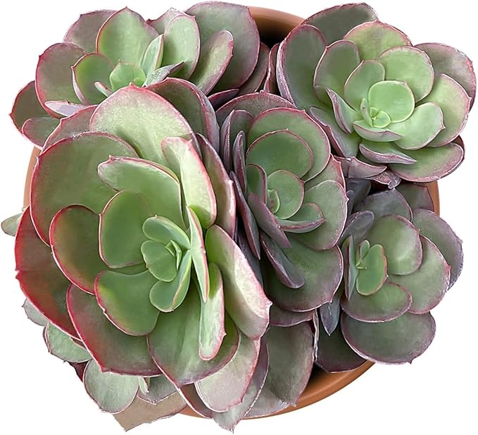 Live Succulent Plants Echeveria 'Suyon', Easy Care Potted Succulents in 4" Pots, Indoor Houseplant, Unique Gifts, Home Office Décor