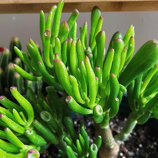 Sprout N Green Gollum Jade - Crassula Ovata Gollum, Rare Cute Succulent Plant Fully Rooted in 2" Pot, Easy to Care, Pets Friendly