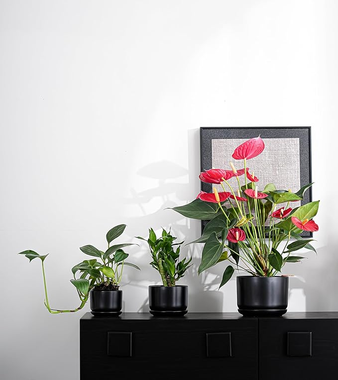 Ton Sin Plant Pots, 4.1+5.1+6.5 inch, Set of 3, Ceramic Planters with Drainage Hole and Saucer, Indoor Flower Pot Gifts for Mom(Matte Black)