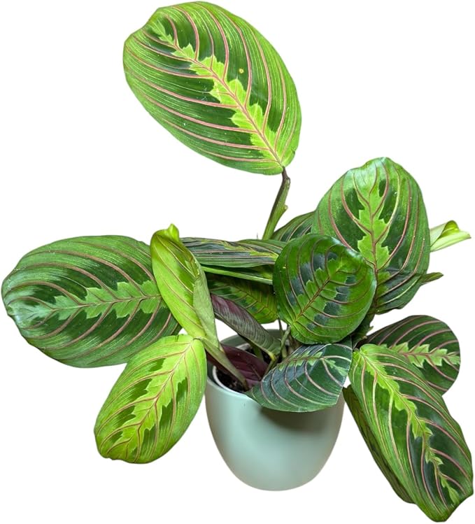 Live Plant, Red Maranta Prayer Plant, Pet Friendly, Air Purifying Plant, Easy Care, Easy to Grow Live Indoor Plant, Houseplant, Rare Indoor Plant, Home Décor 4.7 inch Pot (Sage)