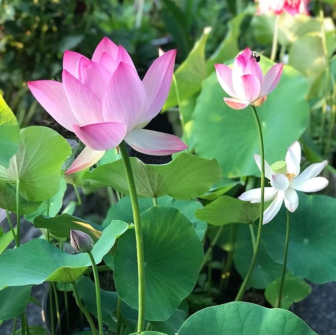 12pcs Mixed Pink, Red & Green Color Bowl Lotus Seeds for Planting Beautiful Water Plants for Indoor Bonsai, Outdoor Ponds