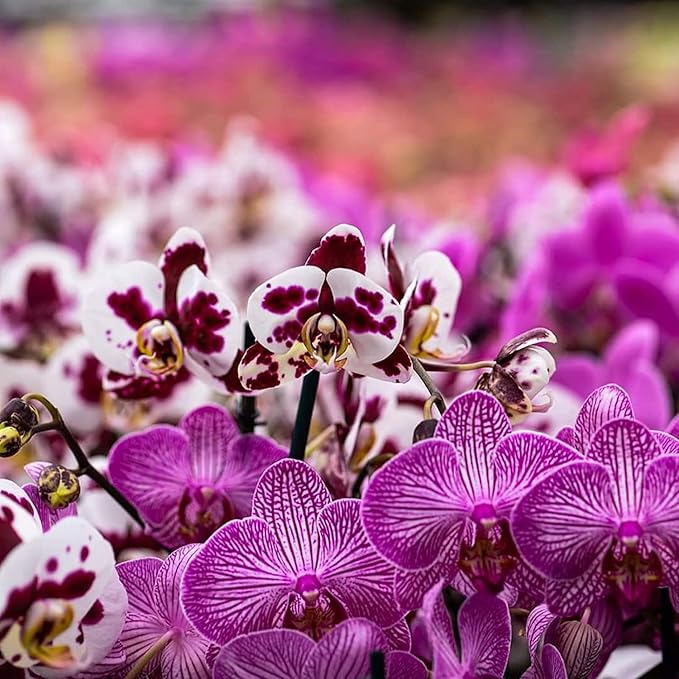 Doter All Purpose Soil Potting Mix - Orchid Bark & Organic Perlite for Plants - All Natural Soil Media Has Good Drainage for Planting or Orchid Repotting (1 qt)