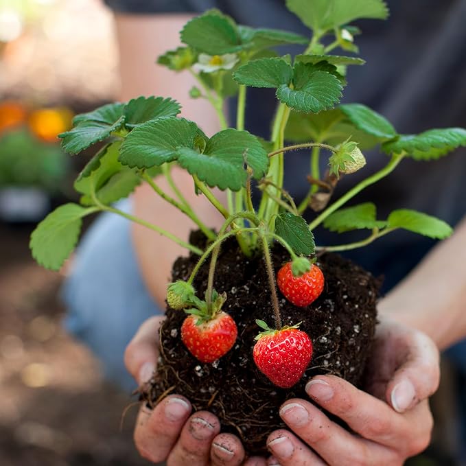 Doter Organic Strawberry Soil Mix 2qt, Indoor Plants Potting Mix for All Potted Strawberry, Grow Healthy houseplants Indoors